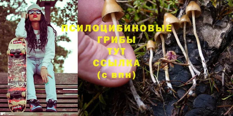 ссылка на мегу ссылка  Гудермес  Галлюциногенные грибы Magic Shrooms 